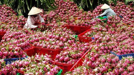 australia considers importing dragon fruits from vietnam 1