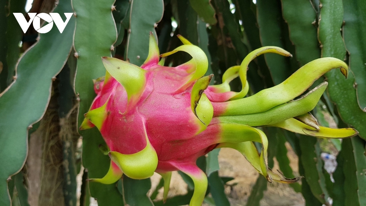 what are seven vietnamese fruits officially licensed for export to us aff5445d5b45471c9d1391ced2de358c