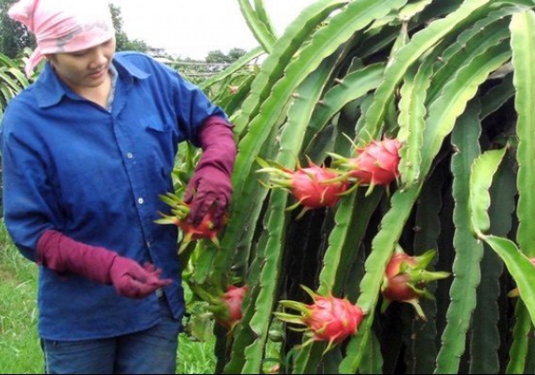 EXPORT OF RED-FLESH DRAGON FRUIT TO JAPAN WILL BEGIN SHORTLY