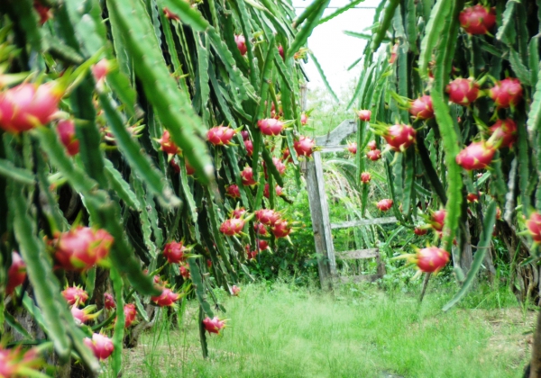 JAPANESE PRIME MINISTER AGREES TO IMPORT VIETNAMESE RED-FLESH DRAGON FRUIT