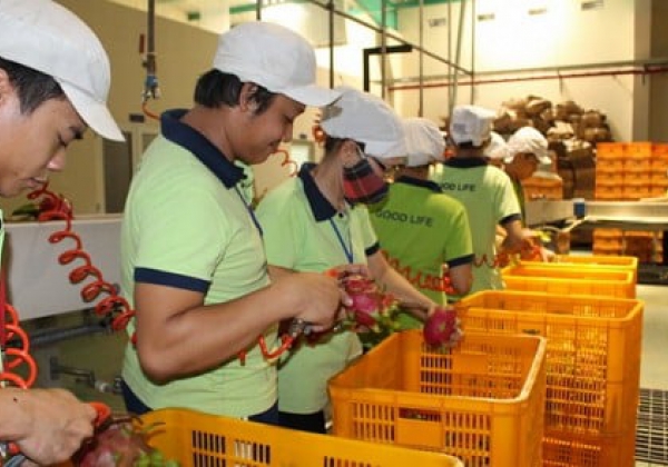 JAPANESE FIRMS TO BOOST INVESTMENT IN VIETNAM AGRICULTURE: EMBASSY OFFICIAL