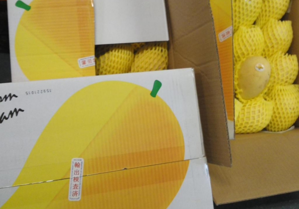 VIET NAM TO EXPORT CAT CHU MANGOES TO JAPAN