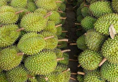 sau-rieng-trai-dong-lanh